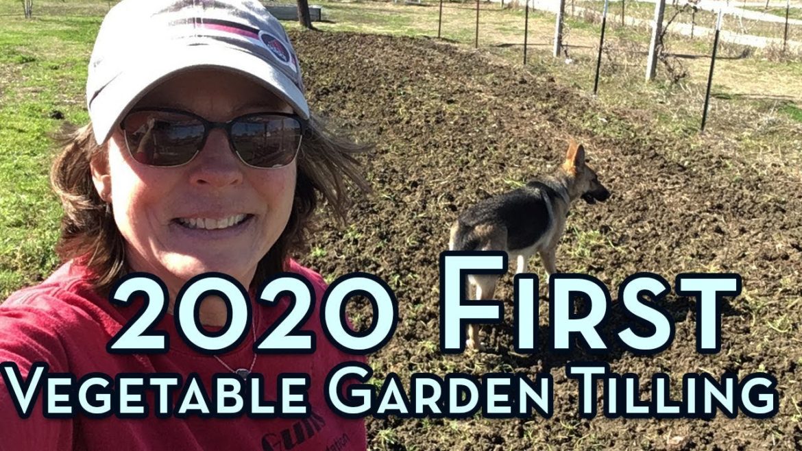 Preparing 2020 Soil - First Vegetable Garden Tilling
