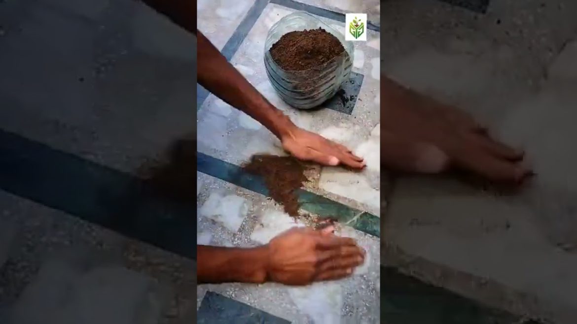 Garden maintenance services by GYG #shorts #ytshorts #viral #garden Garden maintenance services by GYG #shorts #ytshorts #viral #garden