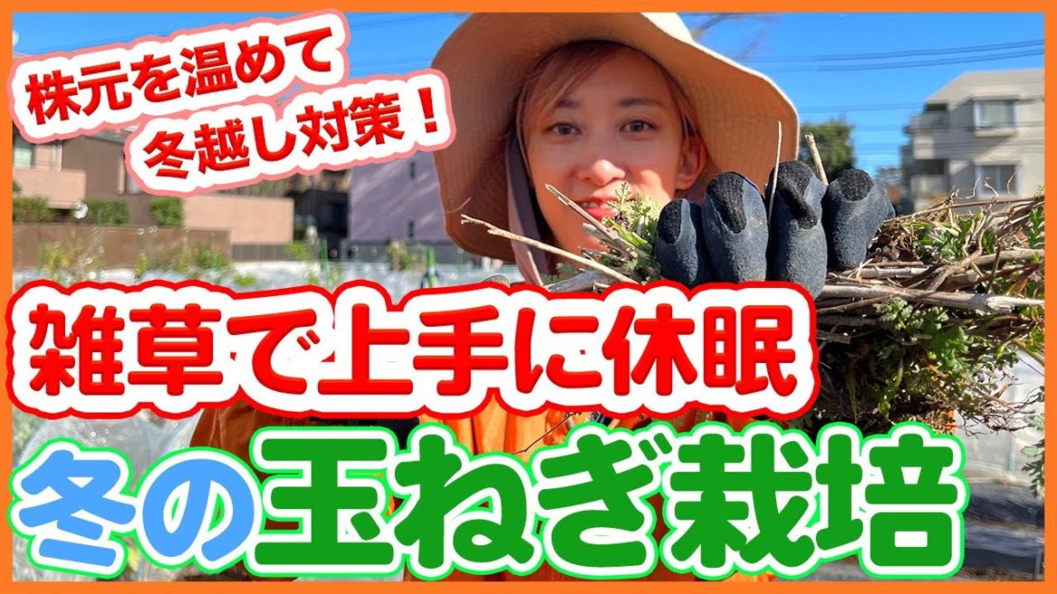 家庭菜園や農園の冬玉ねぎ栽培は株元を温めて冬越し対策!雑草で上手に休眠させる玉ねぎの育て方を徹底解説!【農園ライフ】/Tips for making onions dormant in weeds. 家庭菜園や農園の冬玉ねぎ栽培は株元を温めて冬越し対策!雑草で上手に休眠させる玉ねぎの育て方を徹底解説!【農園ライフ】/Tips for making onions dormant in weeds.