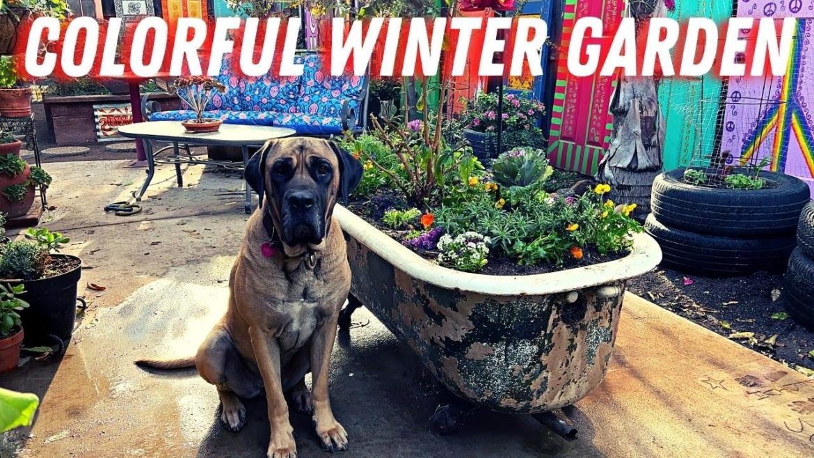 Adding Color to my Winter Garden! Zone9b Adding Color to my Winter Garden! Zone9b