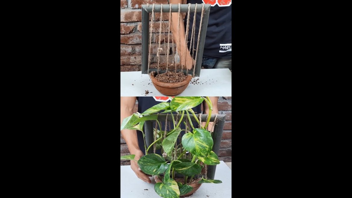 Best Indoor Money plants Hanging & Decoration Ideas#shorts