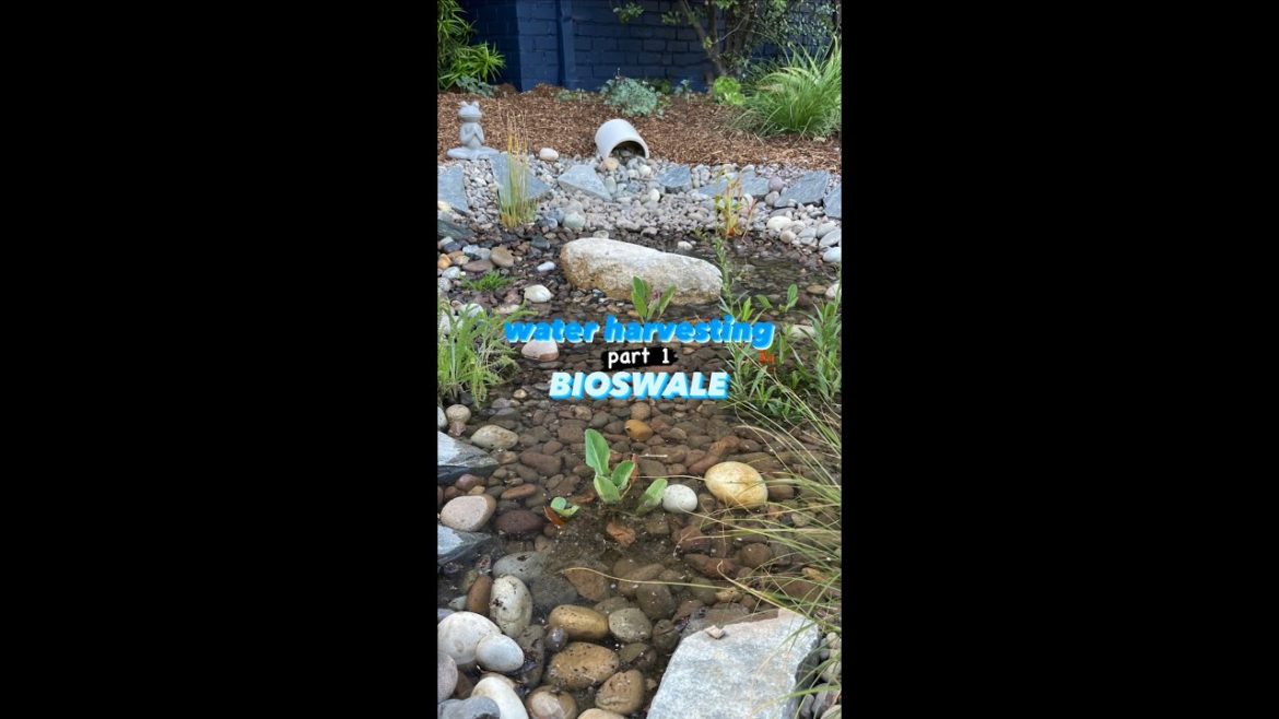 Water Harvesting Part 1: BIOSWALE