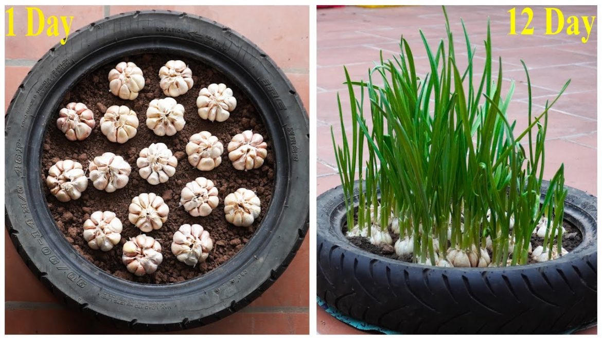 Share Unique Technique Growing Garlic on the Terrace, Without a Garden