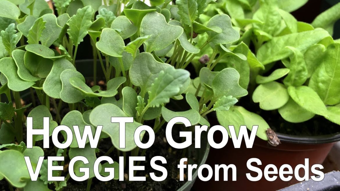 Grow Plants From Seeds | Gardening 101 Ep. 1 Grow Plants From Seeds | Gardening 101 Ep. 1