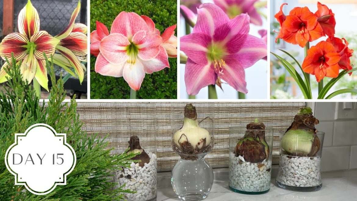 Holidays in the Garden Day 15! :: All the Amaryllis! :: Different Types of Amaryllis! Holidays in the Garden Day 15! :: All the Amaryllis! :: Different Types of Amaryllis!
