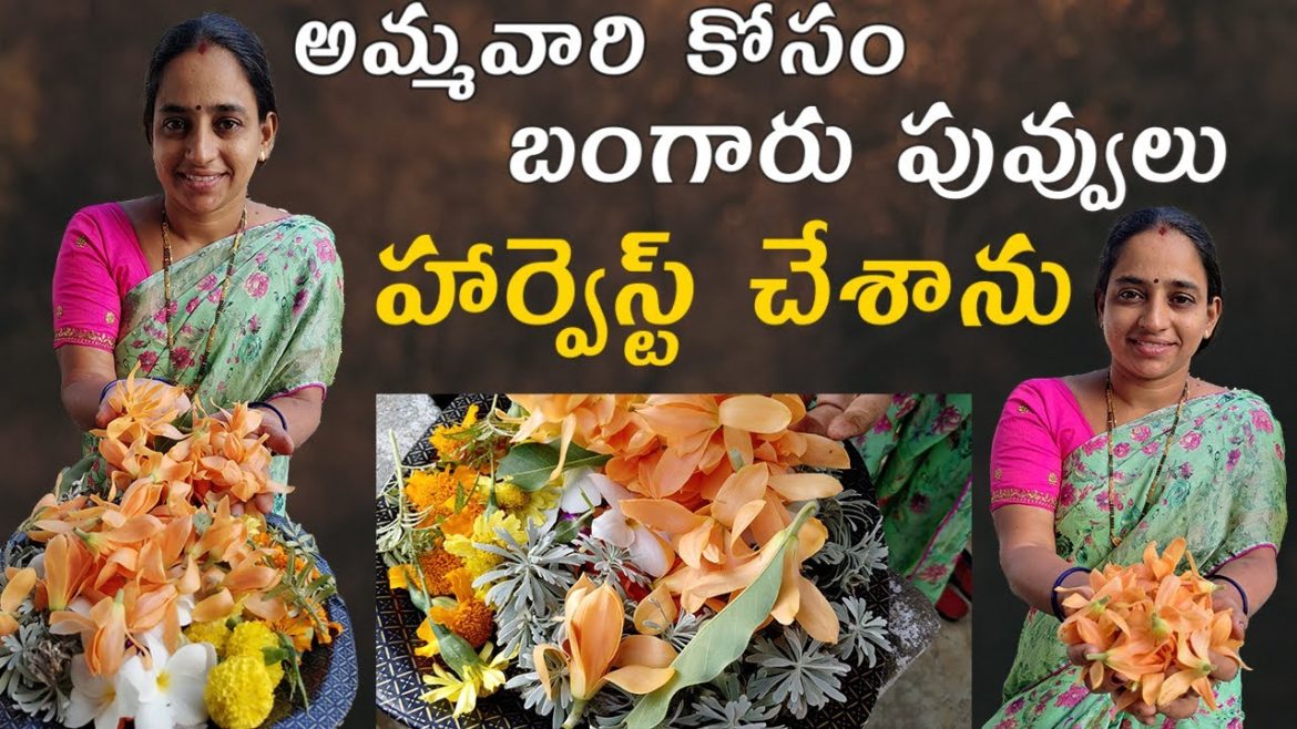 Flowers Harvest on Garden || TELUGU GARDEN VLOG