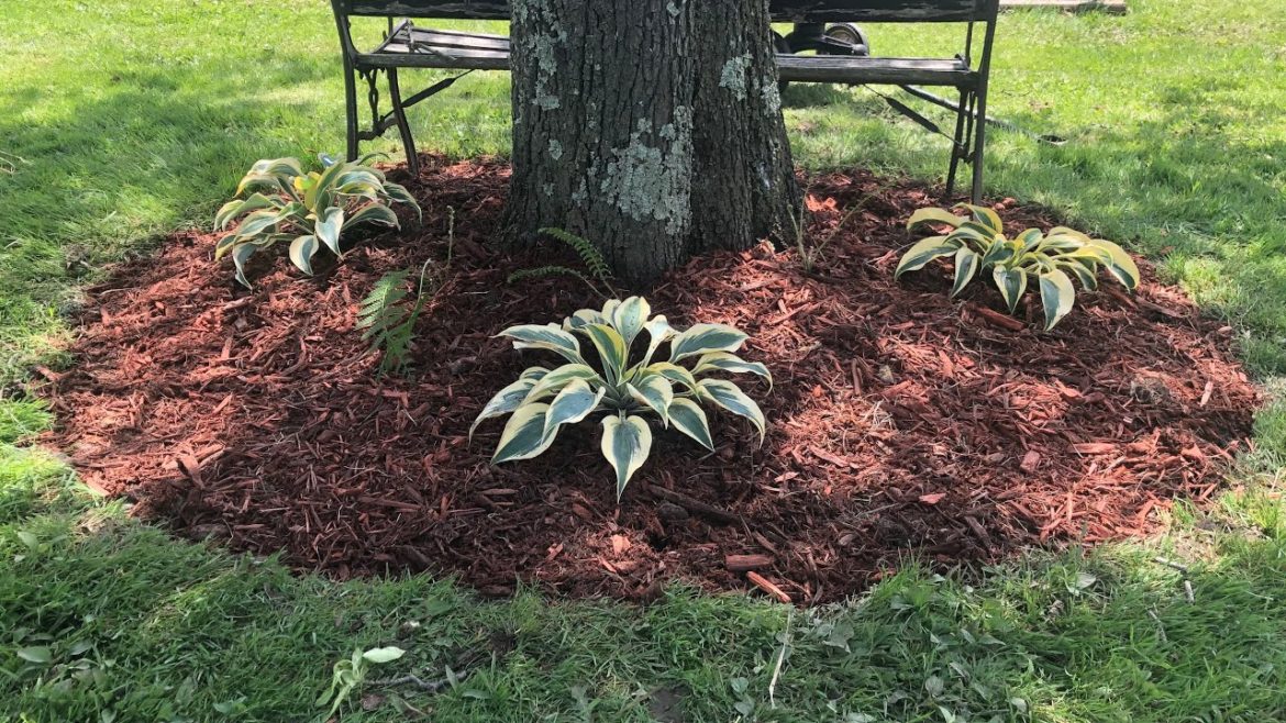 Gardening | Planting In The Shade! Gardening | Planting In The Shade!