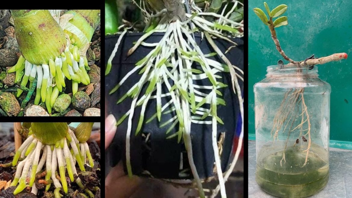 Tips to stimulate the roots of orchids with water Tips to stimulate the roots of orchids with water