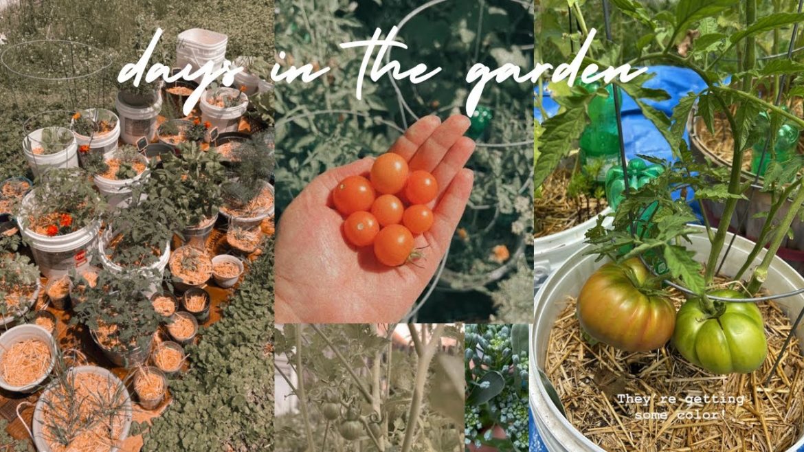 Vlog | Container Garden Update | Days in the Cottage Garden | PATRICIA