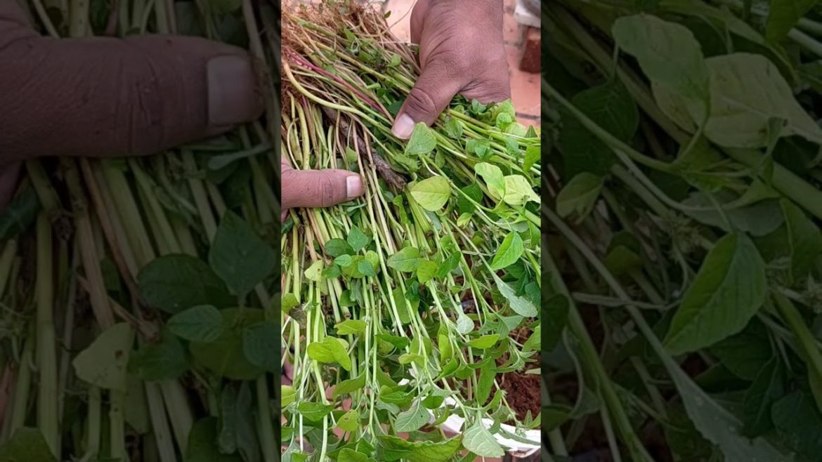 இயற்கை முறையில் மாடி தோட்டத்தில்  முளைக்கீரை வளர்ப்பு#shorts