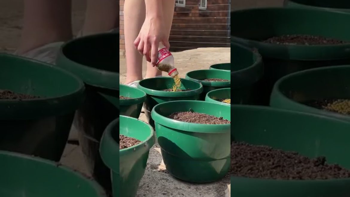 What is the Best Soil for Container Gardening?