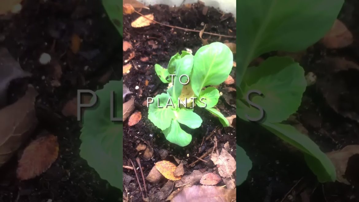 Scraps = FOOD #shorts #gardening #growyourownfood