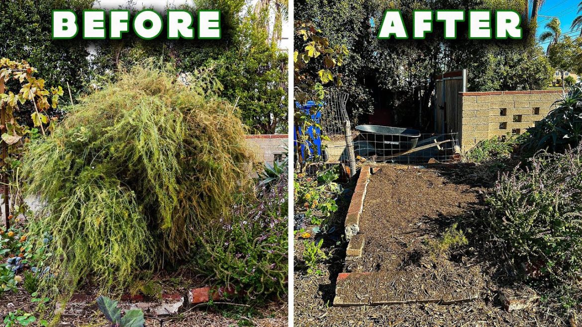 How I Prune My Asparagus Every Year For HUGE Harvests