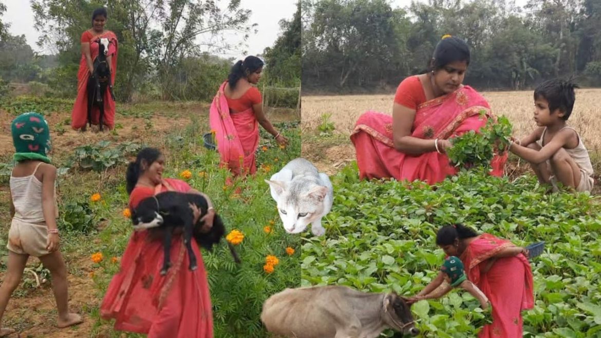 Vegetable Garden Harvesting in Dec 2022 Kitchen Garden in Odisha     And Enjoy with animals Vegetable Garden Harvesting in Dec 2022 Kitchen Garden in Odisha     And Enjoy with animals