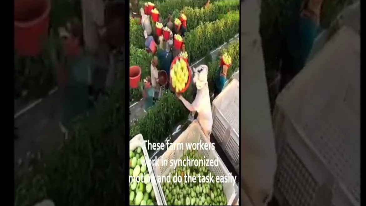 MOST AMAZING MODERN AGRICULTURE MACHINES AT ANOTHER LEVEL (Part 4) MOST AMAZING MODERN AGRICULTURE MACHINES AT ANOTHER LEVEL (Part 4)
