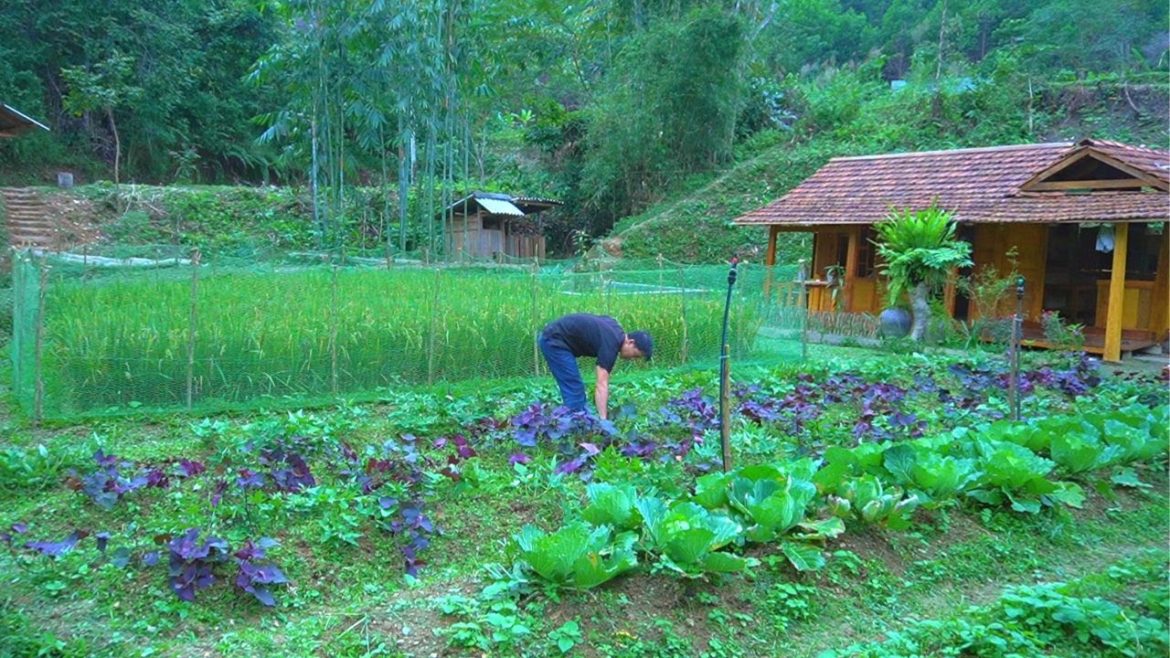 The purple sweet potatoes in the garden are about to be harvested, Weeding and cooking wild potatoes The purple sweet potatoes in the garden are about to be harvested, Weeding and cooking wild potatoes
