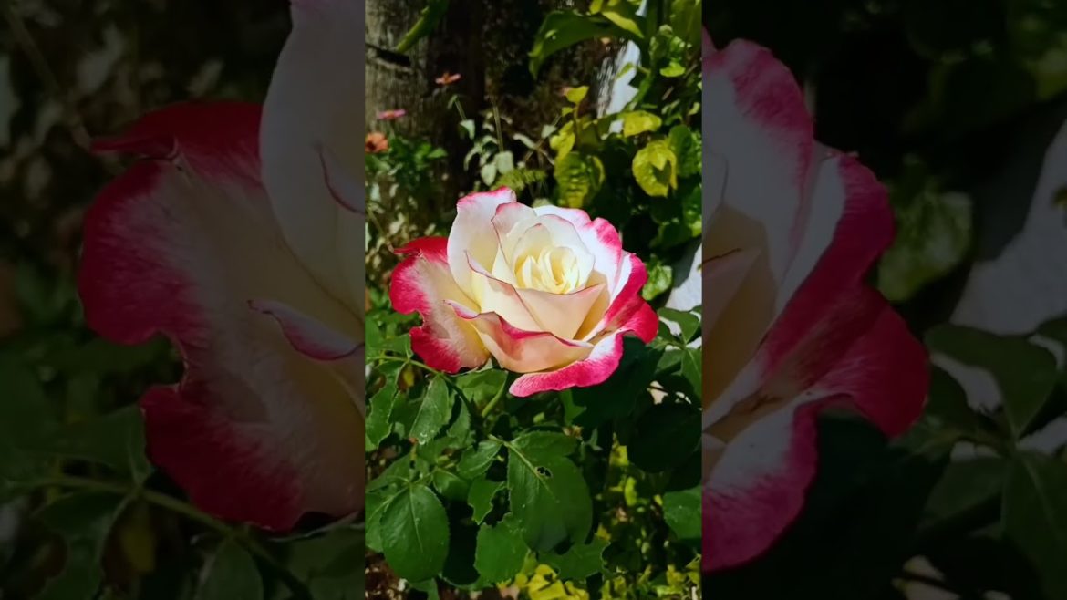 GOOD MORNING WITH ROSE AT MY GARDEN #shorts