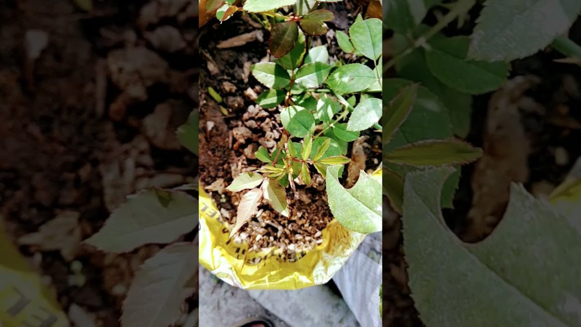 Rose Plant At Container#shorts #thesecretgarden #shortvideo #viral