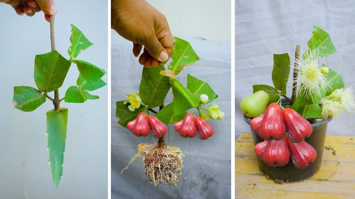 Best Way Using Natural Crocodile Tail  to Grafting Wax apple Tree From Cutting New Techniques 100%