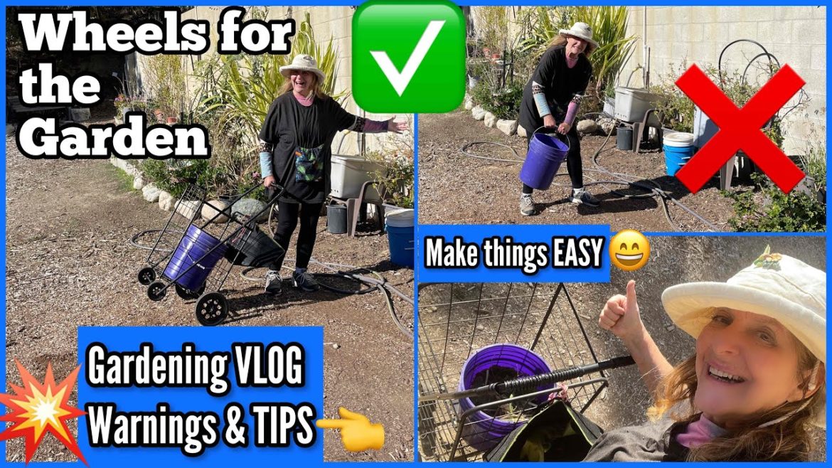 Warning Thought WHY Bag SOILS did Not GROW, Creating Free Soil from Winter Plants & Container Garden Warning Thought WHY Bag SOILS did Not GROW, Creating Free Soil from Winter Plants & Container Garden