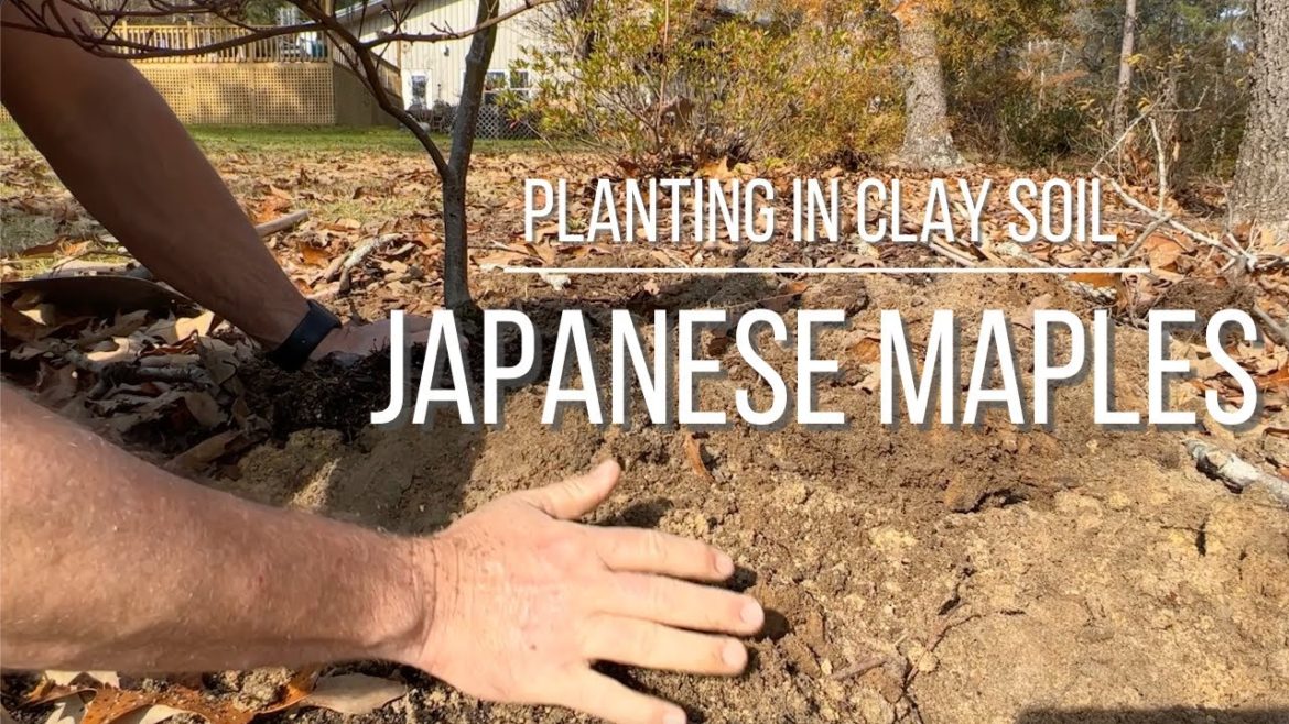 JAPANESE MAPLES |Planting in Clay Soil 🍁