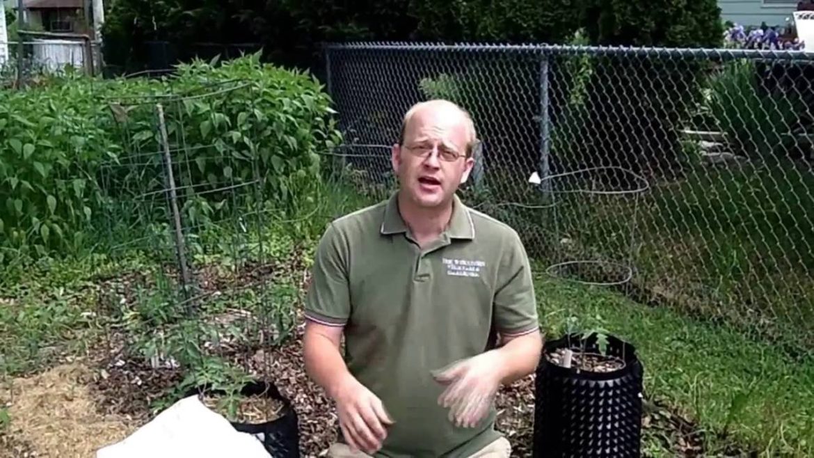 Cucumber Planting and Front Yard Summer Squash -The Wisconsin Vegetable Gardener Cucumber Planting and Front Yard Summer Squash -The Wisconsin Vegetable Gardener