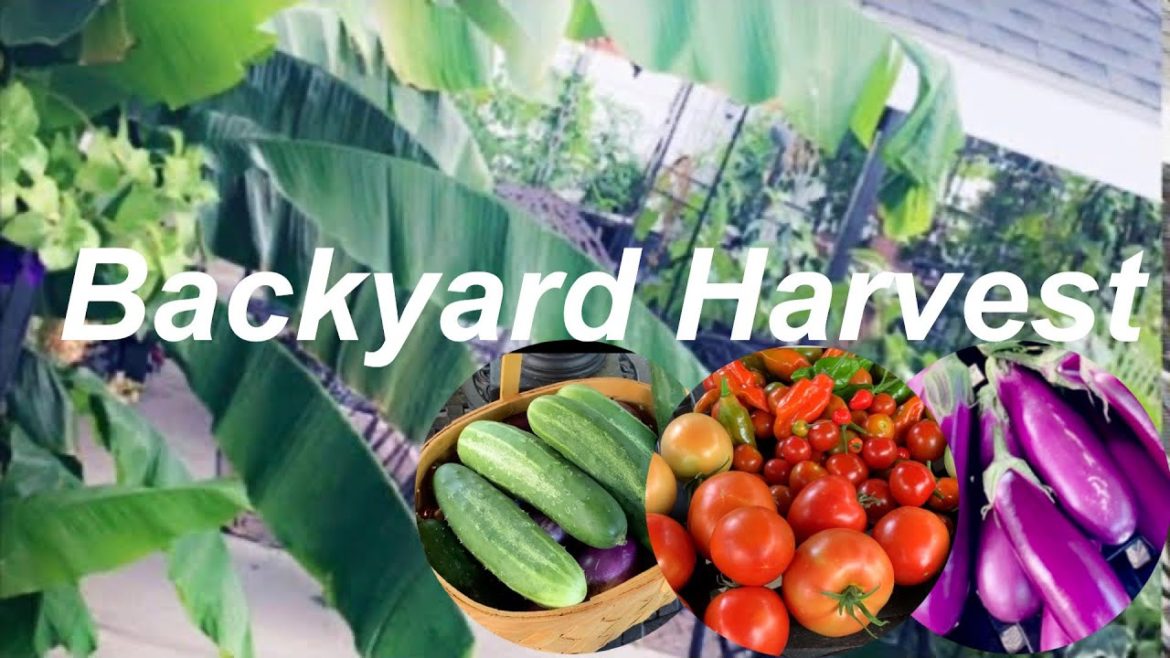Summer harvest backyard garden