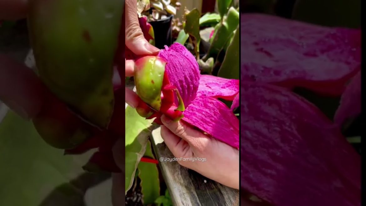 Tasting Dragon Fruit🌵🤤 #shorts #fruit #fruitcutting #food #oddlysatisfying #satisfying #tasty