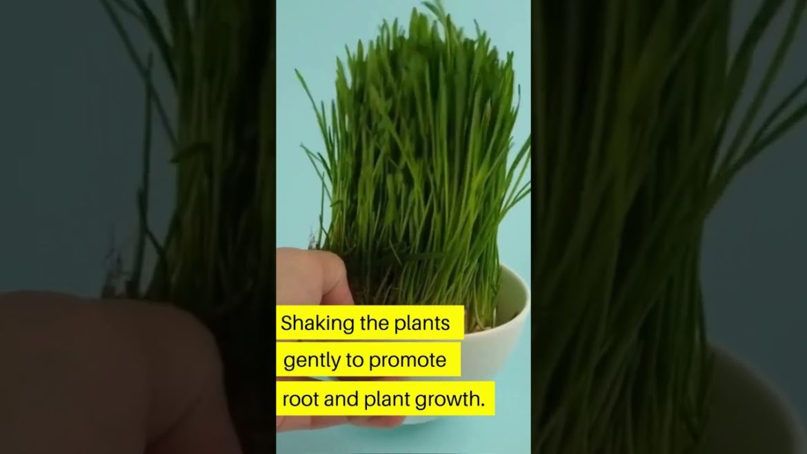 Must Do's of indoor gardening #shorts #indoorplants #gardening #garden