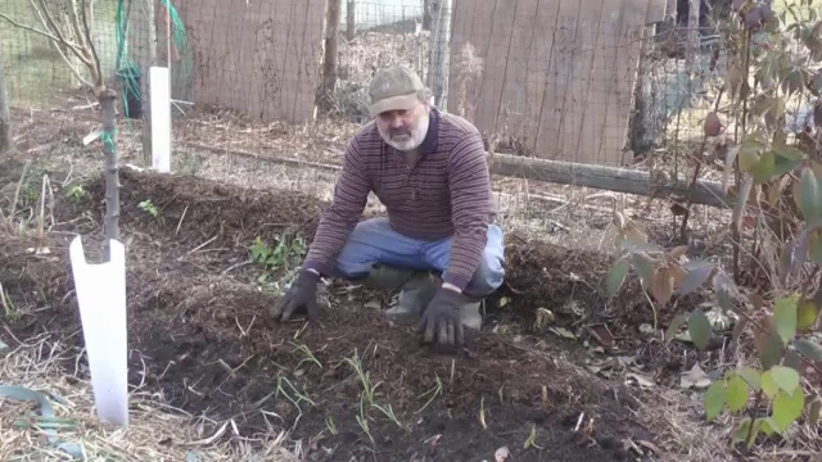 Mulching Backyard Garden Raised Beds for Winter