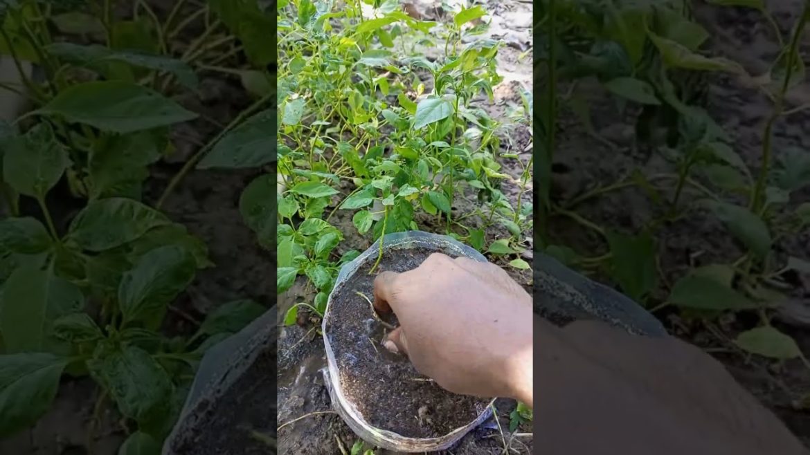 How to grow chili plant in pot #shorts #youtubeshorts #shortvideo #gardening