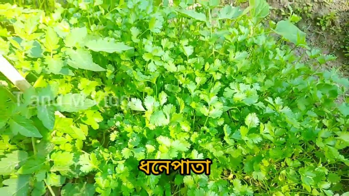 @YouTube সবজি বাগানে সকল প্রকার সবজির চাষ হয় কিভাবে দেখুন | Vegetable Garden at Home | Gardening