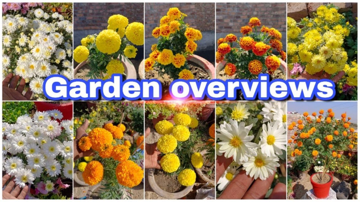 Garden views chrysanthemum plant care tips marigold plant care tips dahlia Flowering plants & other