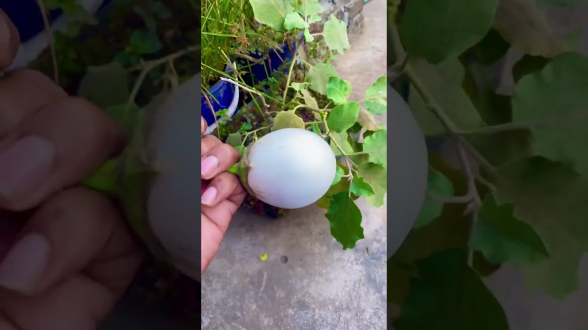 Rooftop Gardening | Brinjal or Eggplant or Aubergine | টবে বেগুন চাষ #brinjal #eggplant #shorts