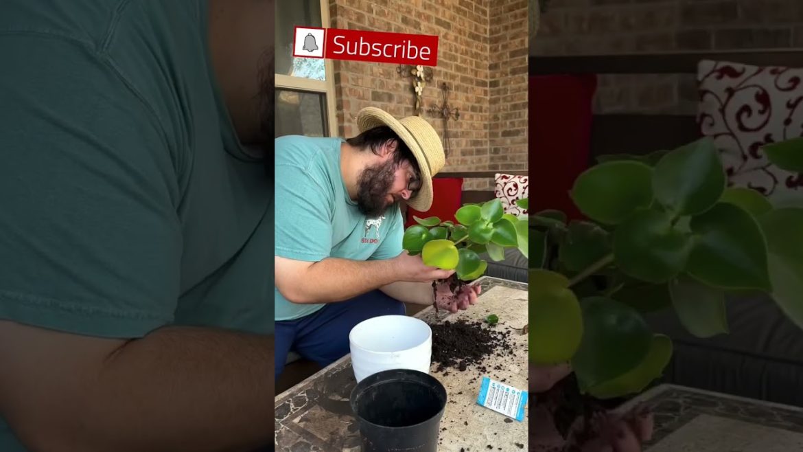 Repotting Houseplants (Beginner Tips) Repotting Houseplants (Beginner Tips)