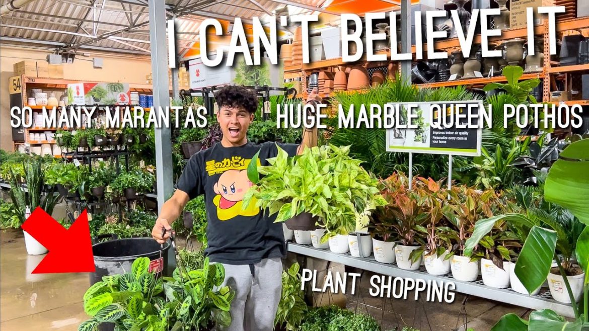 I Can't Believe I Found Them! Chill Late Night Plant Shopping at Home Depot! Big Box Store Plants I Can't Believe I Found Them! Chill Late Night Plant Shopping at Home Depot! Big Box Store Plants