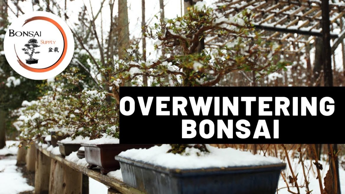 Overwintering Bonsai | The Bonsai Supply Overwintering Bonsai | The Bonsai Supply