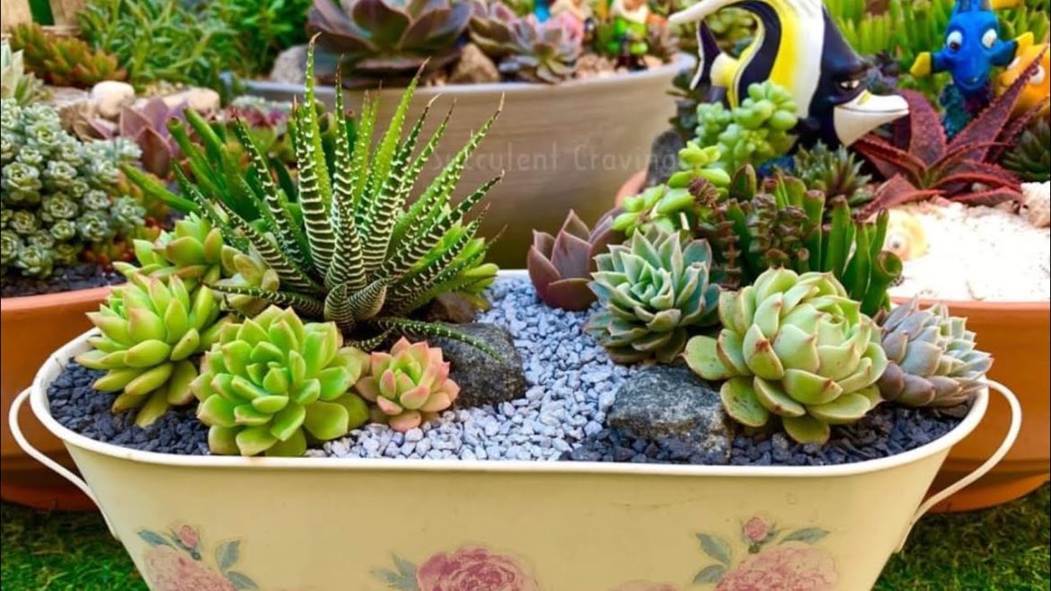 Re Arranging a year old Succulent Arrangement repost