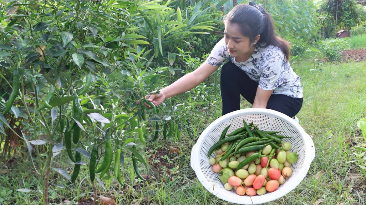 Cherry tomatoes and green chili in vegetable garden  / Yummy stir-fried beef with chili and tomato