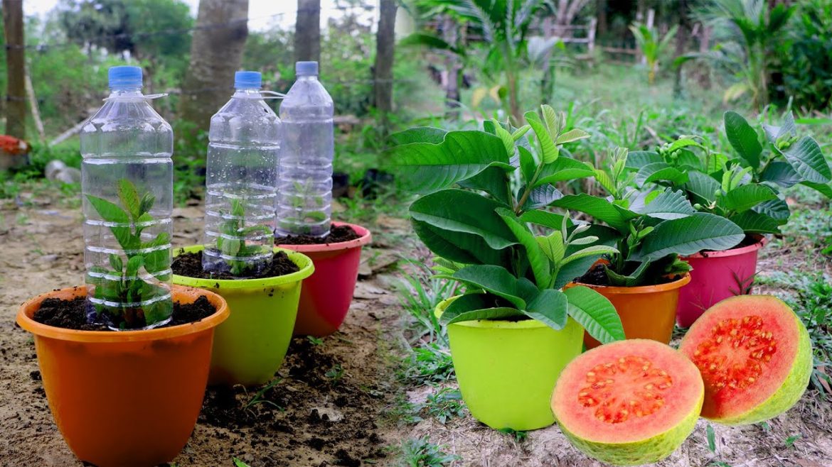 Best Method Grafting  Guava Tree Use Aloe Vera In a plastic container