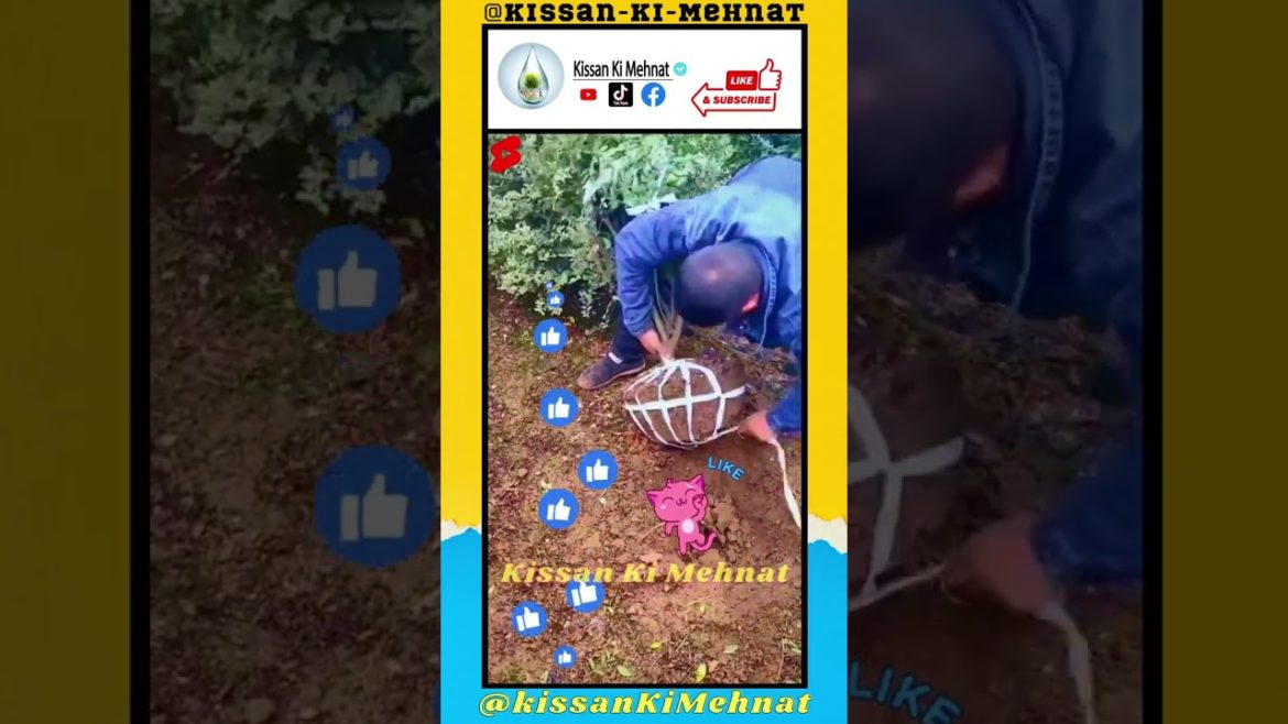 How to Pack Plants //  Plants Packing // Tree packing  #plants  #tree #gardening