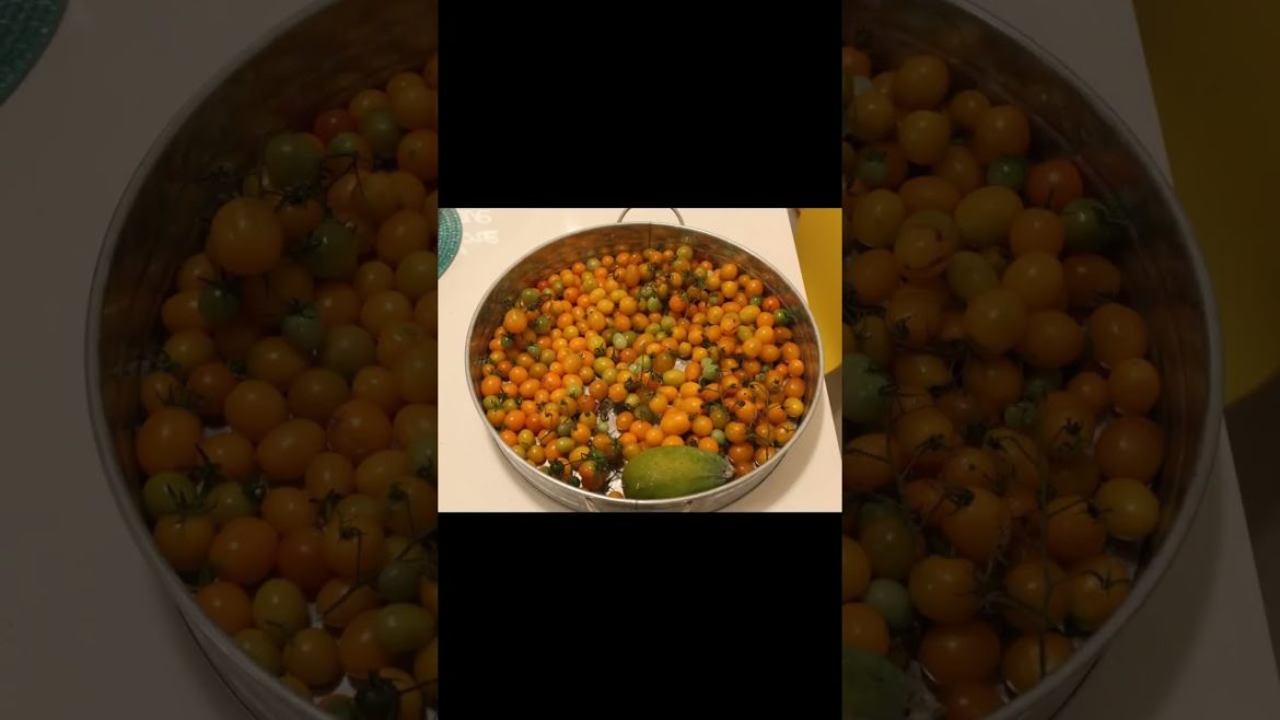 Light Krewe Kids Gardening- Syniha's Garden Update-Urban Backyard Garden