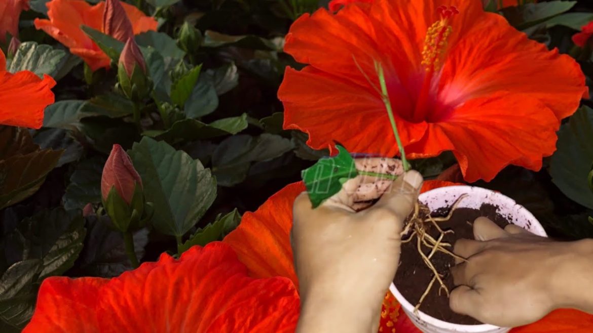 going to be teaching you how to propagate hibiscus using tree trunks and tomato root stimulants going to be teaching you how to propagate hibiscus using tree trunks and tomato root stimulants