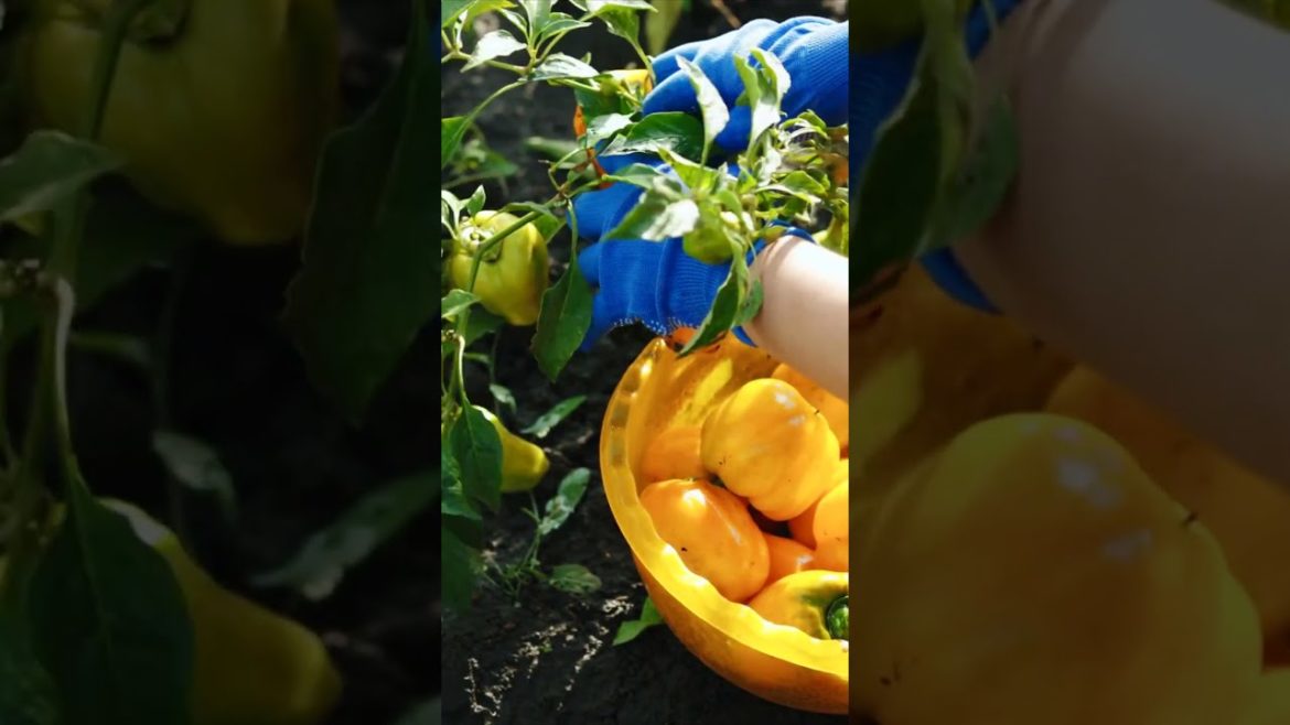 Harvesting bell peppers. Gardening #vegetables #shorts