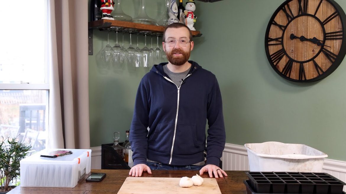 Planting Garlic and Indoor Veggies!