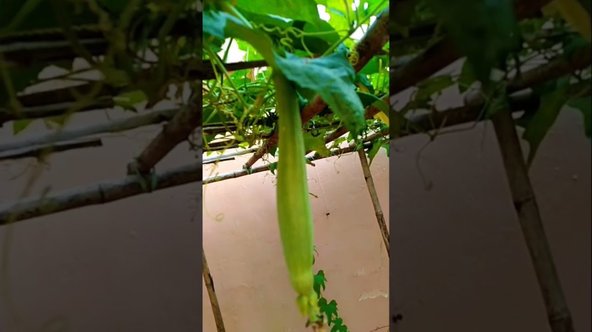 gilki grow at home #short