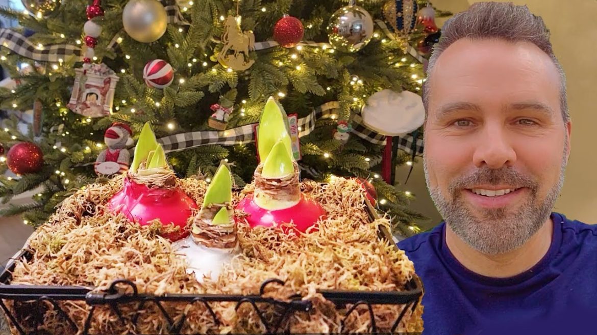 Simple Christmas Project // Waxed Amaryllis