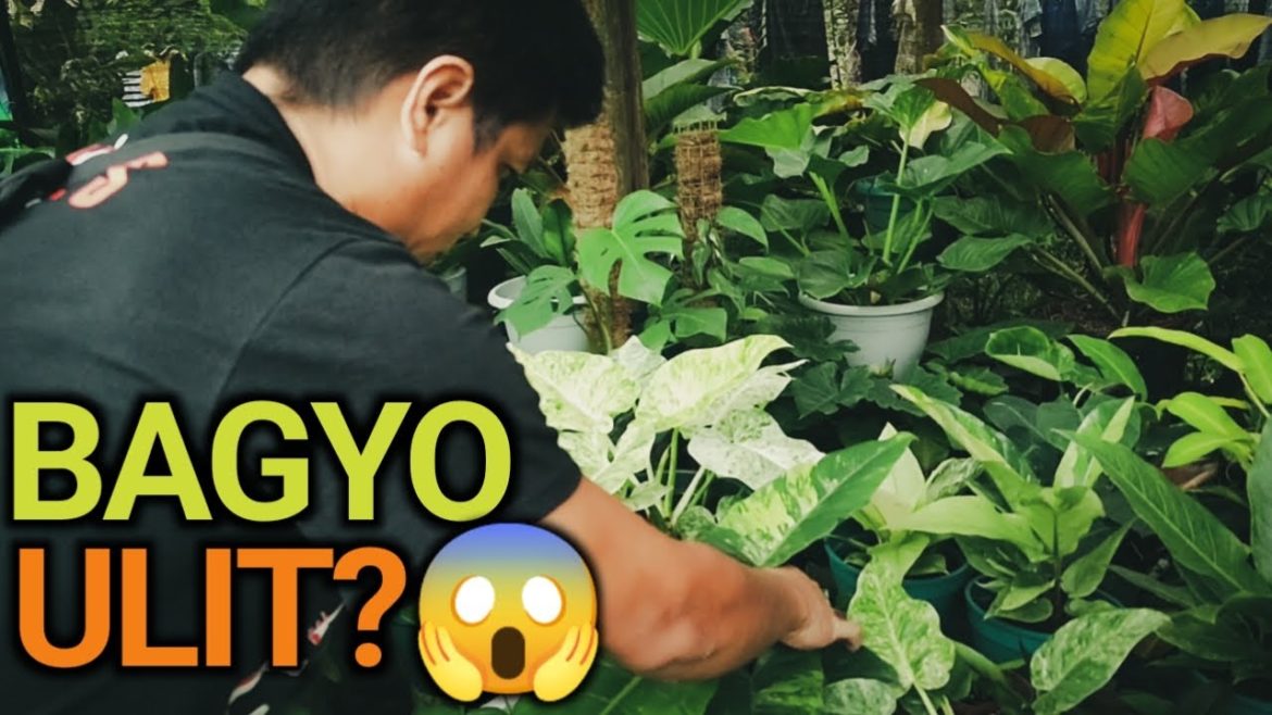 LOW PRESSURE! WAG SANA MAGING BAGYO! MALAKING PROBLEMA NA NAMAN TO! . . . LOW PRESSURE! WAG SANA MAGING BAGYO! MALAKING PROBLEMA NA NAMAN TO! . . .