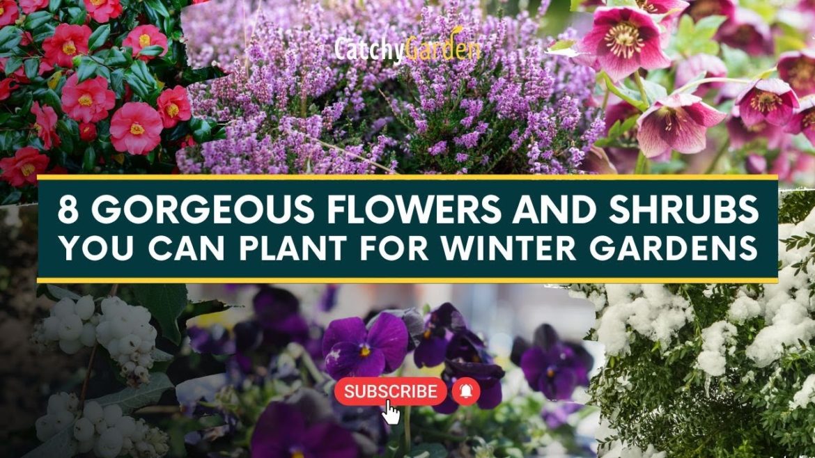 8 Gorgeous Flowers and Shrubs for Winter Gardens πΊπΏπ· // Winter Garden 8 Gorgeous Flowers and Shrubs for Winter Gardens πΊπΏπ· // Winter Garden