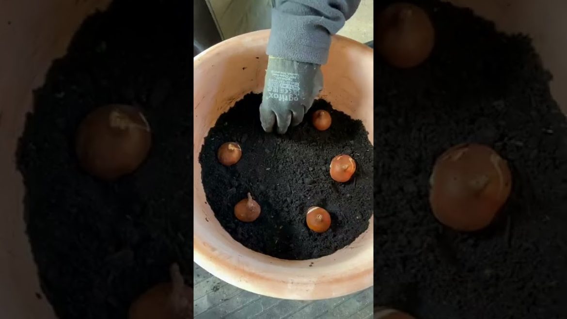 Planting Tulip Bulbs in Pots for Spring Colour